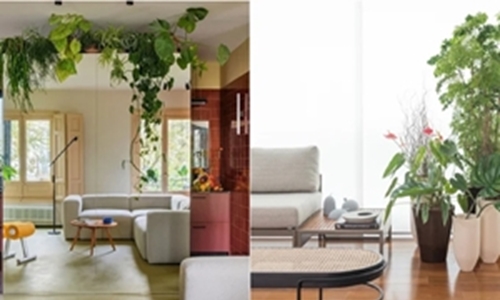 Ideias criativas para decorar a casa com plantas