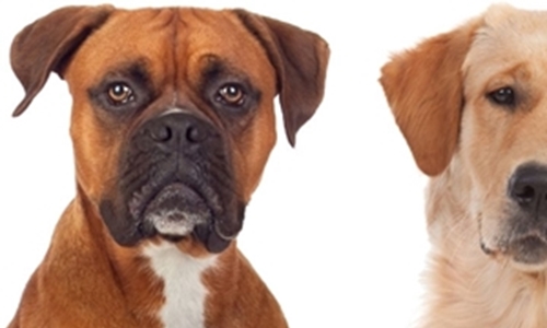 10 dog behaviors explained