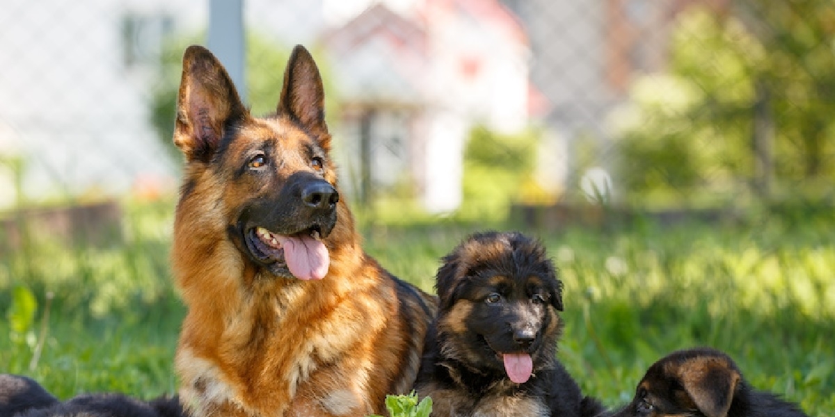 10 German Shepherd Dog Facts