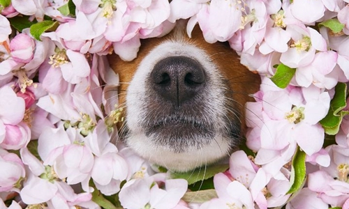 10 signs your dog has allergies
