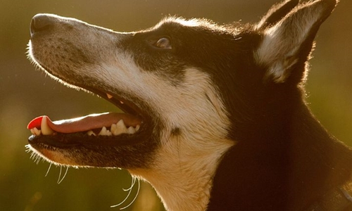 10 ways to encourage good behavior in your dog.