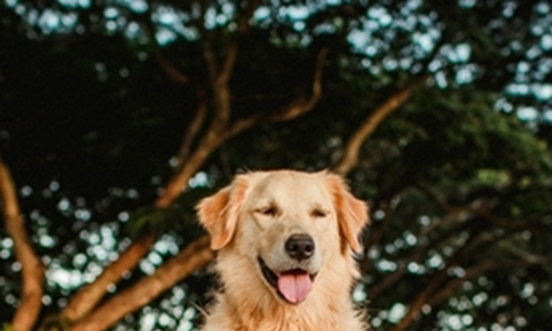 13 things to know before getting a Golden Retriever