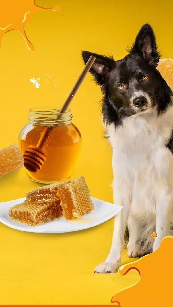 Benefits of store honey for dogs