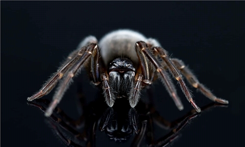 6 Black Spiders in Michigan