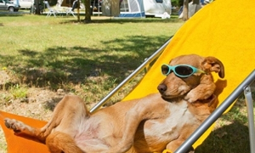 8 expert tips on keeping your dog cool during a heat wave