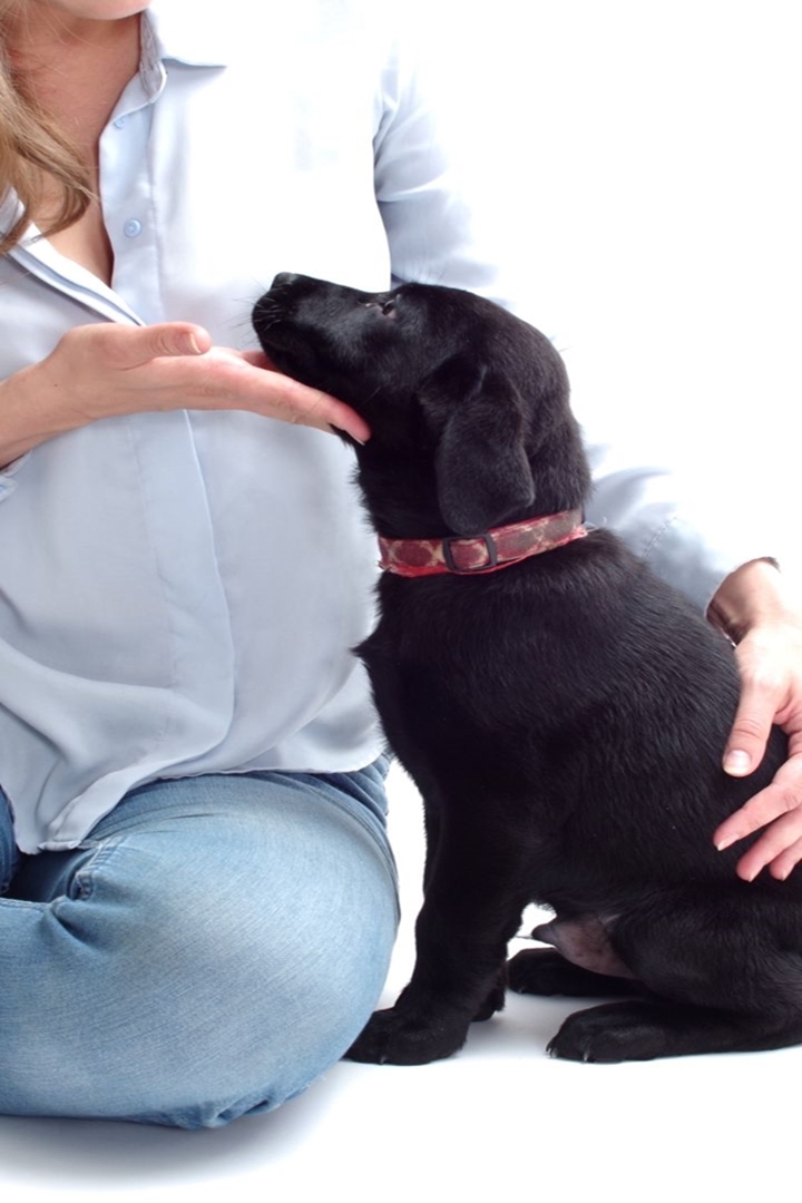 What every dog guardian must know before they adopt a Labrador.