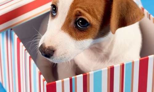 Are Subscription boxes for your dog a good idea?