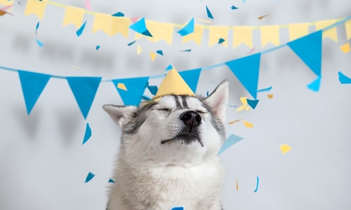 Dog birthday celebration ideas