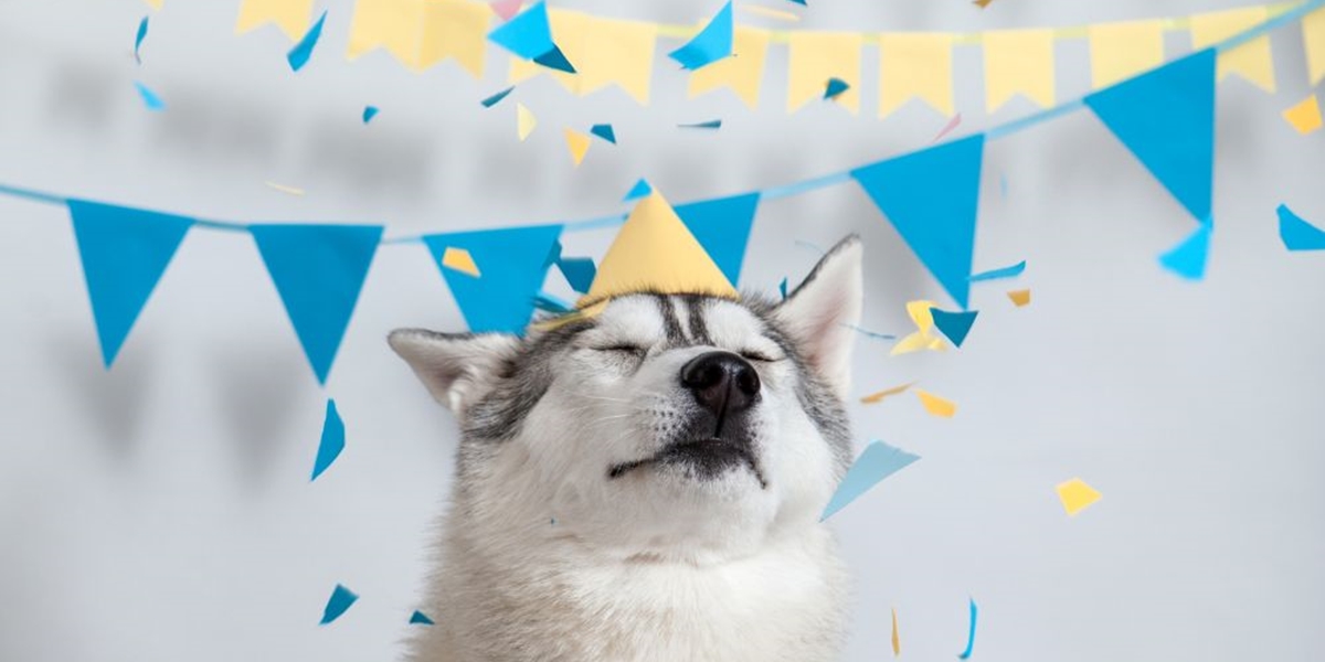 dog-birthday-celebration-ideas-the-happy-puppers-web-story-dog