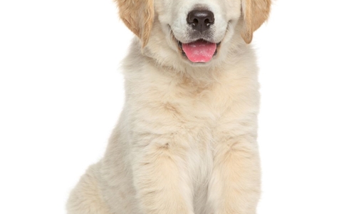 Golden retriever puppies complete training guide