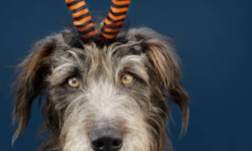 Halloween dog costume: 10 safety tips