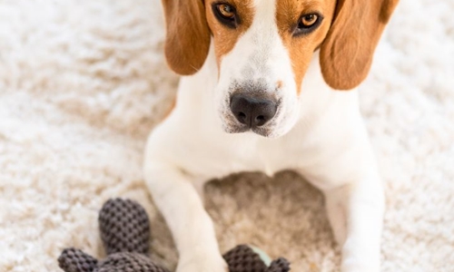 How interactive toys boost dog mental health?