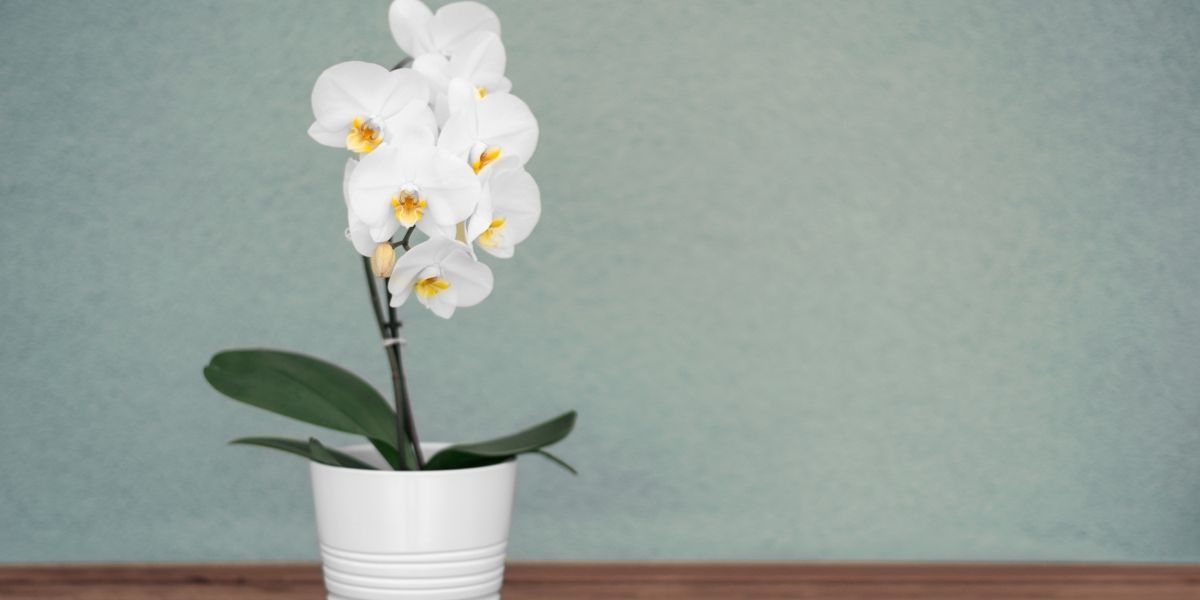 How to care for an orchid and make it thrive all year long