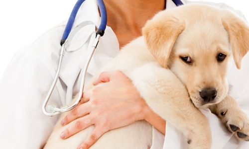 How to find a good vet for your dog?
