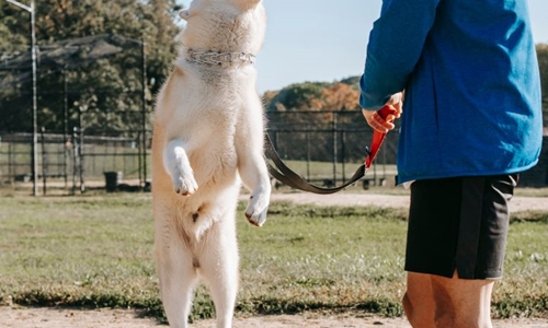 How to find the right dog trainer?