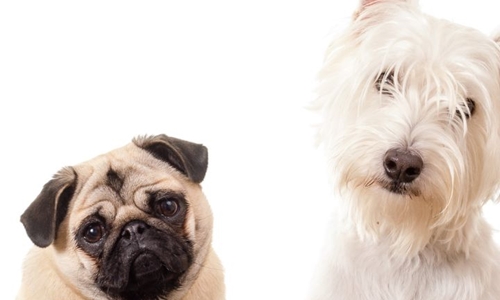 How to introduce your dog to a new dog? 10 steps 