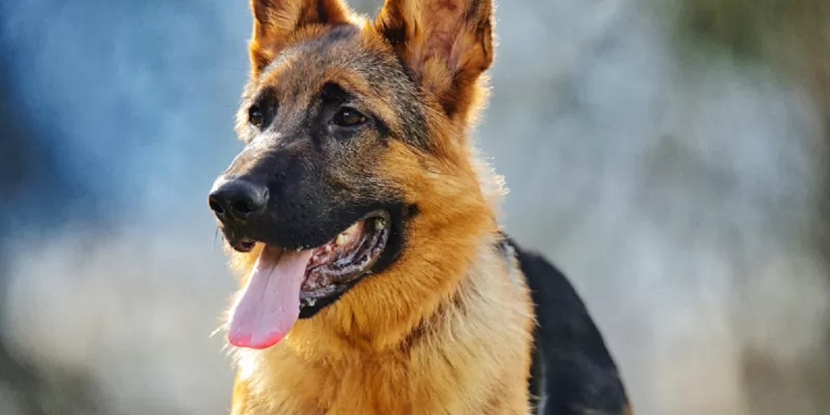 Owning a German Shepherd -  7 Questions and answers
