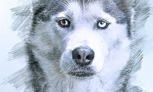 Siberian Husky: a complete guide