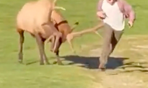 Stressed bull elk attacks pesky tourist in Colorado