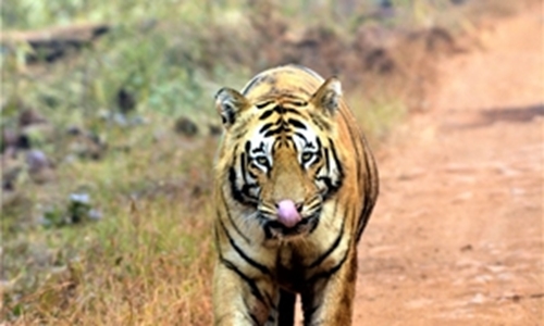 Tigers Of Tadoba Andhari Tiger Reserve