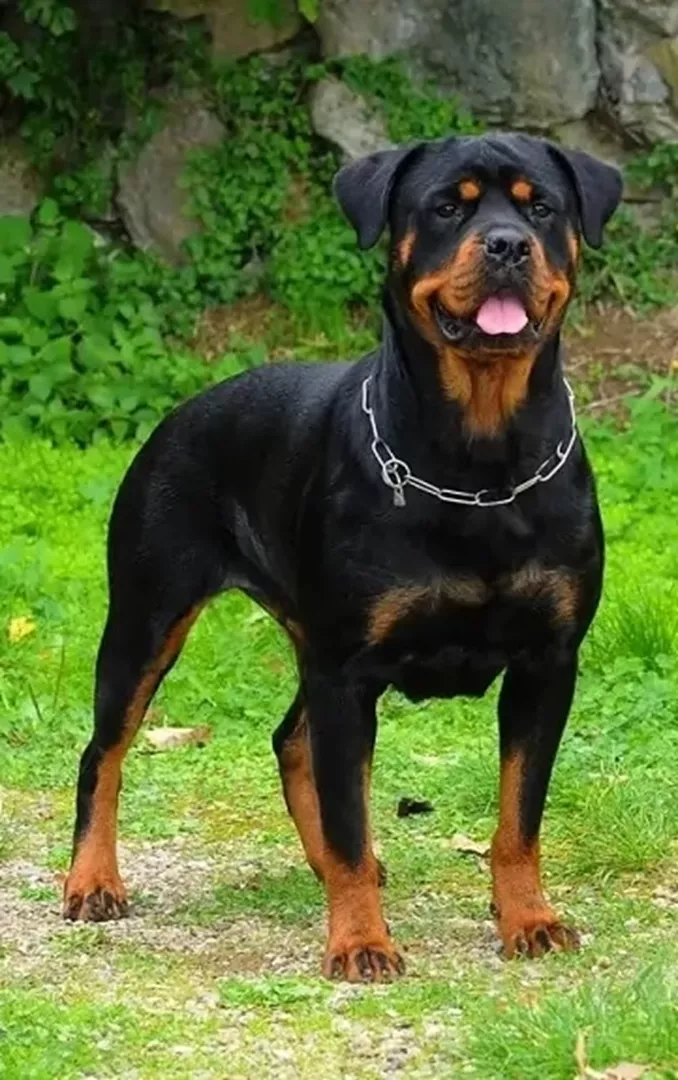 strongest rottweiler in the world