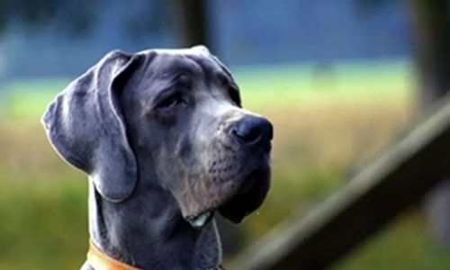 Top 10 Tough-Looking Dog Breeds - Part 2