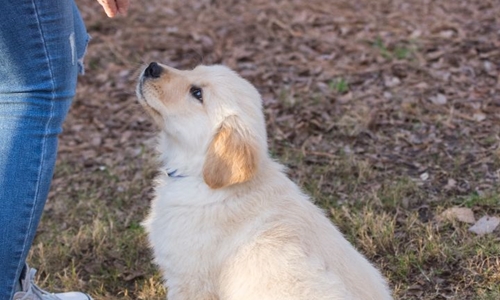 Training a puppy: 10 tips for success