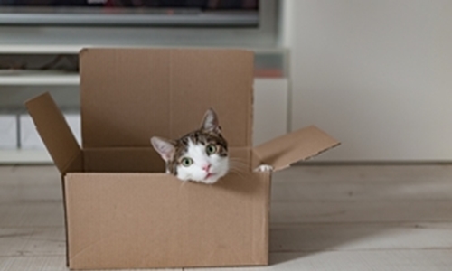 Why Do Cats Like Boxes so Much?